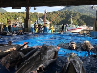 写真 2017-09-13 7 00 15.jpg