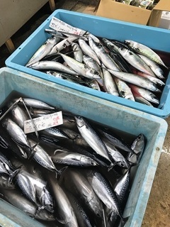写真 2018-05-30 11 09 51.jpg