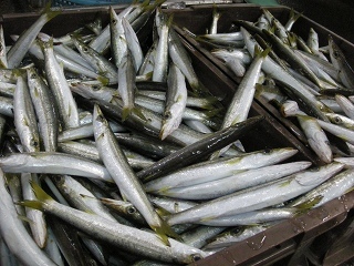 DSCN3176.jpg